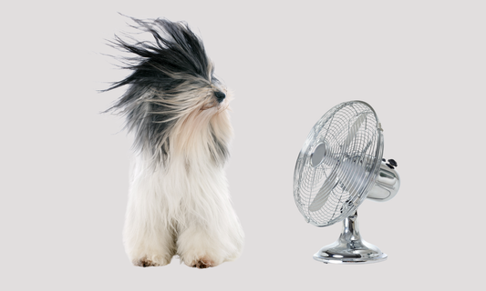 Hold hunden kølig i sommervarmen