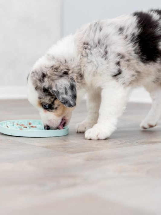 Trixie Junior Slikkemåtte til Hvalpe – Foder & Godbidder, Ø21 cm