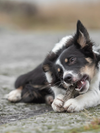 Essential Foods Delights Tyggestænger med Torsk til Hunde – Large, 3 stk.