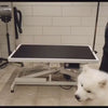 Elektrisk trimmebord PRO højdejusteres med fodpedal imens Samojed står derpå.